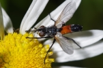 Vorschaubild Diptera, Tachinidae, Cylindromyia, Raupenfliege_2014_05_31--07-01-19.jpg 