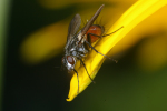 Vorschaubild Diptera, Tachinidae, Peleteria_2008_07_30--12-34-00.jpg 