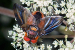 Vorschaubild Diptera, Tachinidae, Phasia hemiptera, Raupenfliege_2020_08_07--16-16-35.jpg 