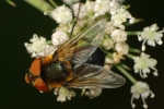 Vorschaubild Diptera, Tachinidae, Phasia_2020_08_27--10-04-03.jpg 