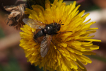 Vorschaubild Diptera, Tachinidae, Raupenfliege_2019_05_16--10-49-07.jpg 