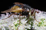 Vorschaubild Diptera, Tachinidae, Tachina, Raupenfliege_2011_09_06--09-36-50.jpg 