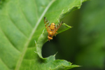Vorschaubild Diptera, Tephritidae, Carpomya_2018_07_06--09-47-14.jpg 