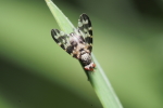 Vorschaubild Diptera, Tephritidae, Tephritis_2018_04_26--09-36-07.jpg 