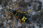 Vorschaubild Diptera, Tipulidae, Flabellifera ornata, Weibchen_2005_05_25--18-01-32.jpg 