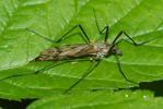 Vorschaubild Diptera, Tipulidae, Tipula paludosa_2009_05_20--07-04-54.jpg 