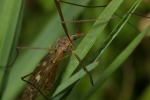Vorschaubild Diptera, Tipulidae, Tipula,_2007_05_01--12-04-15.jpg 