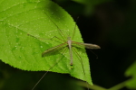 Vorschaubild Diptera, Tipulidae,_2020_04_20--08-44-29.jpg 