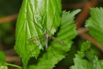 Vorschaubild Diptera, Tipulidae,_2020_05_04--11-01-18.jpg 