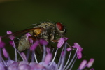 Vorschaubild Diptera,_2006_09_24--11-50-14.jpg 