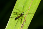 Vorschaubild Diptera,_2022_07_26--08-57-57.jpg 