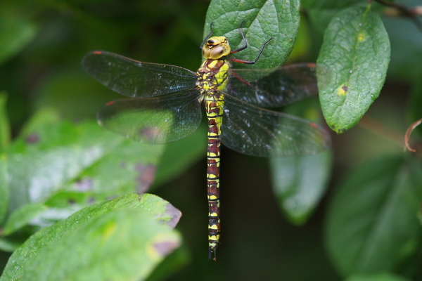 Skaliertes Bild Odonata, Aeshnidae, Aeshna cyanea, Blaugruene Mosaikjungfer, Weibchen_2022_09_30--09-40-25.jpg 