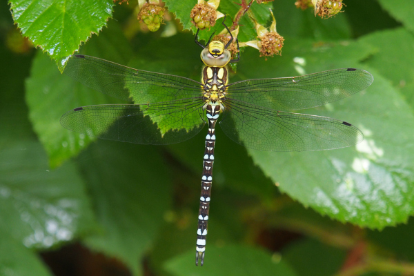 Skaliertes Bild Odonata, Aeshnidae, Aeshna cyanea, Blaugruene Mosaikjungfer, Weibchen_2023_07_26--11-06-01.jpg 