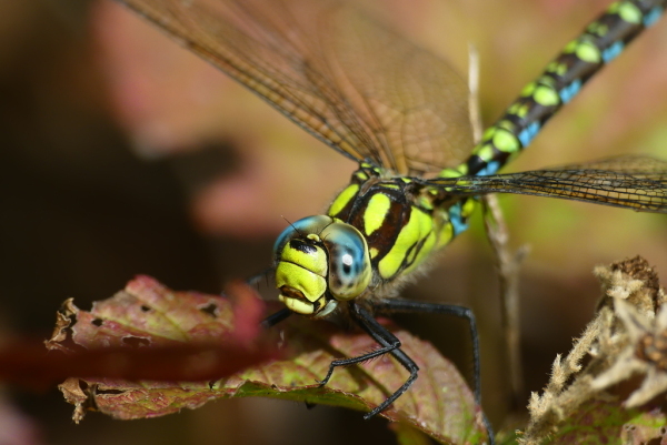 Skaliertes Bild Odonata, Aeshnidae, Aeshna cyanea, Blaugruene Mosaikjungfer_2022_10_11--14-52-29.jpg 