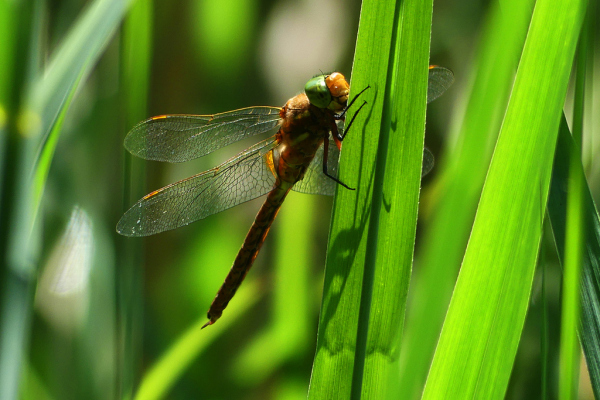 Skaliertes Bild Odonata, Aeshnidae, Aeshna isoceles, Keilflecklibelle_2022_05_30--14-59-36.jpg 