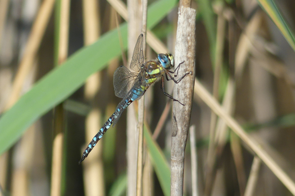 Skaliertes Bild Odonata, Aeshnidae, Aeshna mixta, Herbst-Mosaikjungfer_2023_09_11--10-12-33.jpg 