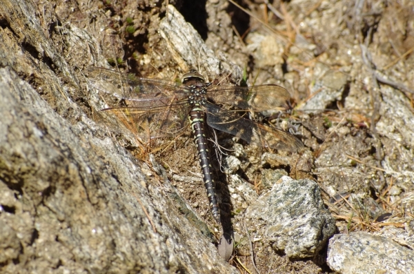 Skaliertes Bild Odonata, Aeshnidae, Aeshna subarctica, Hochmoor-Mosaikjungfer_2014_09_27--10-06-22.jpg 
