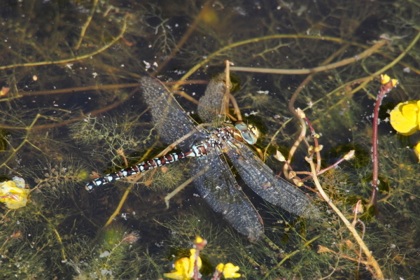 Skaliertes Bild Odonata, Aeshnidae, Brachytron pratense, Frueher Schilfjaeger_2015_08_27--10-04-21.jpg 