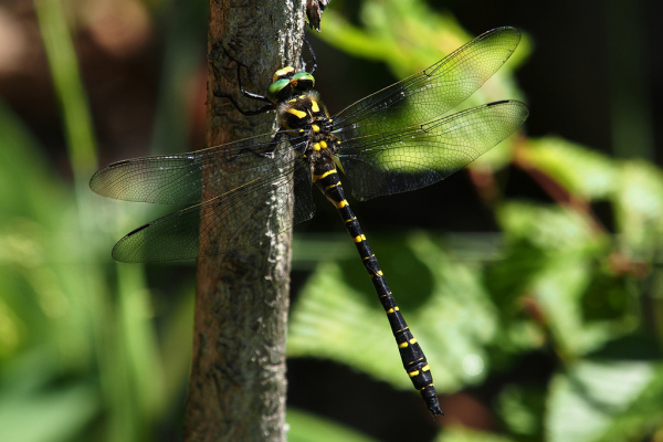 Skaliertes Bild Odonata, Cordulegastridae, Cordulegaster boltonii, Zweigestreifte Quelljungfer_2022_05_27--12-50-49.jpg 