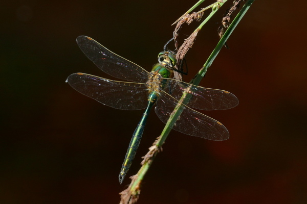 Skaliertes Bild Odonata, Corduliidae, Somatochlora metallica, Glaenzende Smaragdlibelle_2020_06_12--16-49-16.jpg 