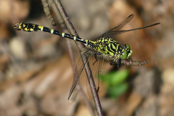 Skaliertes Bild Odonata, Gomphidae, Onychogomphus forcipatus, Kleine Zangenlibelle_2022_07_27--10-04-17.jpg 