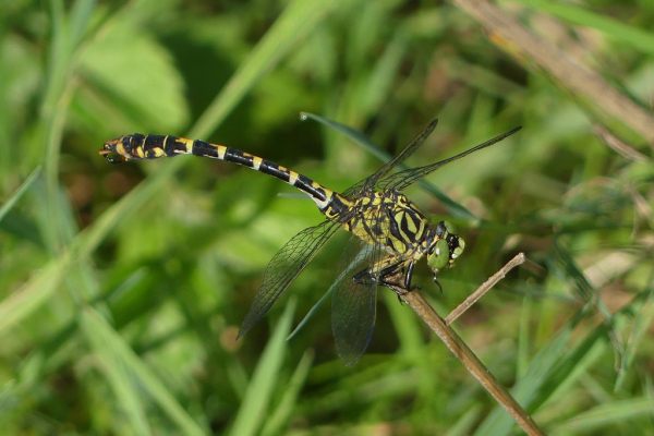 Skaliertes Bild Odonata, Gomphidae, Onychogomphus forcipatus, Kleine Zangenlibelle_2023_07_23--09-51-52.jpg 