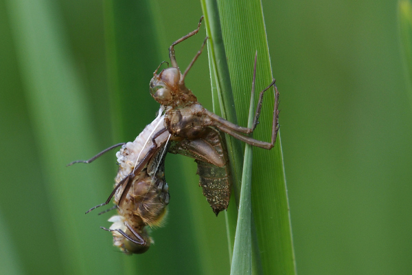 Skaliertes Bild Odonata, Libellulidae, Beim Schluepfen_2022_05_03--09-42-26.jpg 