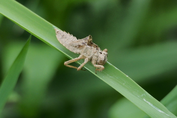 Skaliertes Bild Odonata, Libellulidae, Exuvie_2017_05_13--13-12-40.jpg 