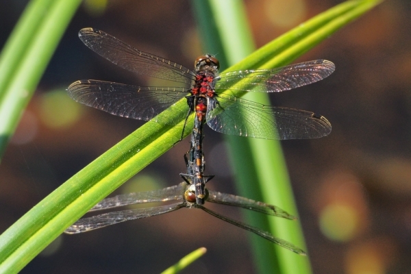 Skaliertes Bild Odonata, Libellulidae, Leucorrhinia dubia, Kleine Moosjungfer, Paarungsrad_2015_06_05--09-43-03.jpg 