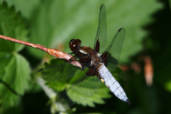 Skaliertes Bild Odonata, Libellulidae, Libellula depressa, Plattbauch_2022_05_27--08-42-48.jpg 