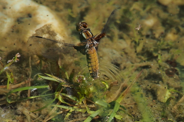 Skaliertes Bild Odonata, Libellulidae, Libellula depressa, Weibchen, Eiablage_2015_05_08--12-02-17.jpg 