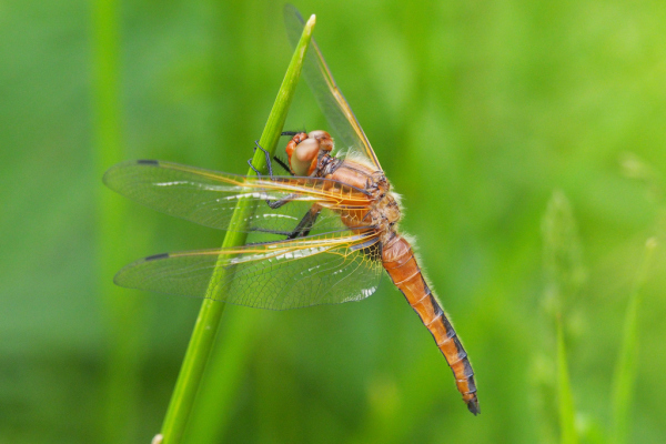 Skaliertes Bild Odonata, Libellulidae, Libellula fulva, Spitzenfleck, Weibchen_2019_05_19--15-30-21.jpg 