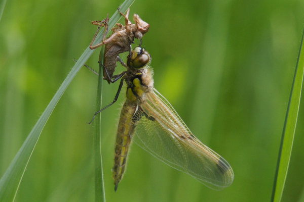 Skaliertes Bild Odonata, Libellulidae, Libellula quadrimaculata, Vierfleck, frisch geschluepft_2023_05_20--11-43-15.jpg 