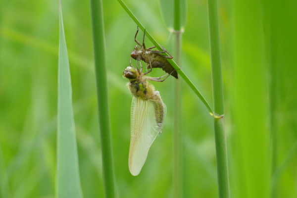 Skaliertes Bild Odonata, Libellulidae, Libellula quadrimaculata, Vierfleck, schluepfend_2019_05_18--10-39-30.jpg 