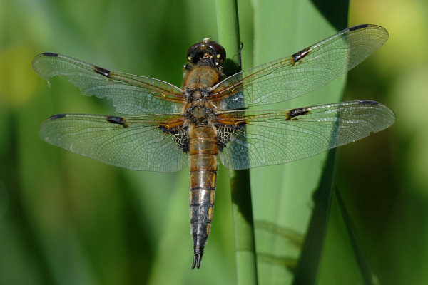 Skaliertes Bild Odonata, Libellulidae, Libellula quadrimaculata, Vierfleck_2022_06_04--10-14-47.jpg 