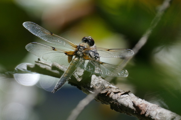 Skaliertes Bild Odonata, Libellulidae, Odonata, Libellula quadrimaculata, Vierfleck, Weibchen_2020_06_12--15-52-30.jpg 