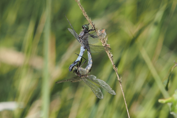 Skaliertes Bild Odonata, Libellulidae, Orthetrum cancellatum, Grosser Blaupfeil, Paarung_2018_08_13--10-27-58.jpg 