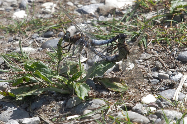 Skaliertes Bild Odonata, Libellulidae, Orthetrum cancellatum, Grosser Blaupfeil, Paarungsrad_2017_08_14--13-33-02.jpg 
