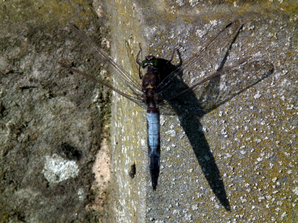 Skaliertes Bild Odonata, Libellulidae, Orthetrum cancellatum, Grosser Blaupfeil_2010_08_29--10-07-41.jpg 