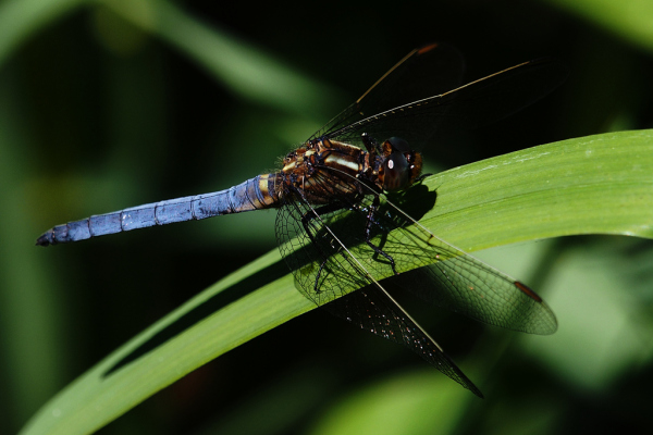 Skaliertes Bild Odonata, Libellulidae, Orthetrum coerulescens, Kleiner Blaupfeil_2022_05_27--12-46-38.jpg 