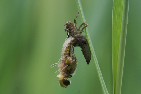Skaliertes Bild Odonata, Libellulidae, Schlupf_2018_05_19--10-03-57.jpg 