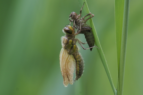 Skaliertes Bild Odonata, Libellulidae, Schlupf_2018_05_19--10-39-14.jpg 