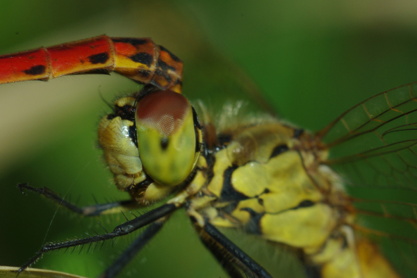 Skaliertes Bild Odonata, Libellulidae, Sympetrum striolatum, Grosse Heidelibelle, Paarung_2013_08_21--08-32-37.jpg 