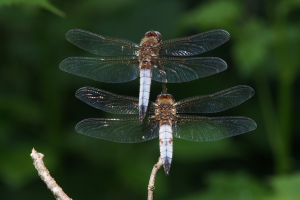 Skaliertes Bild Odonata, Libellullidae, Libellula fulva, Spitzenfleck_2023_05_28--15-25-55.jpg 