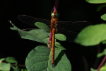 Vorschaubild Odonata, Aeshnidae, Aeshna isoceles, Keilfleck-Mosaikjungfer_2022_05_27--08-19-00.jpg 