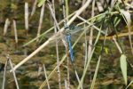 Vorschaubild Odonata, Aeshnidae, Anax imperator, Koenigslibelle_2019_08_01--14-35-21.jpg 