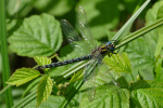 Vorschaubild Odonata, Aeshnidae, Brachytron pratense, Kleine Mosaikjungfer_2020_05_24--10-53-05.jpg 