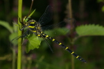 Vorschaubild Odonata, Cordulegasteridae, Cordulegaster bidentata, Gestreifte Quelljungfer_2007_06_18--12-32-26.jpg 