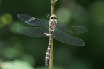 Vorschaubild Odonata, Cordulegasteridae, Cordulegaster bidentata, Gestreifte Quelljungfer_2018_05_25--10-52-45.jpg 