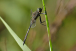 Vorschaubild Odonata, Corduliidae, Somatochlora flavomaculata, Gefleckte Smaragdlibelle_2019_08_25--18-10-54.jpg 